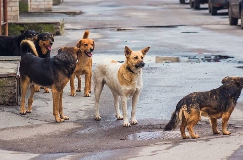  Επίθεση αγέλης σκύλων σε 22χρονο στο Σέιχ Σου