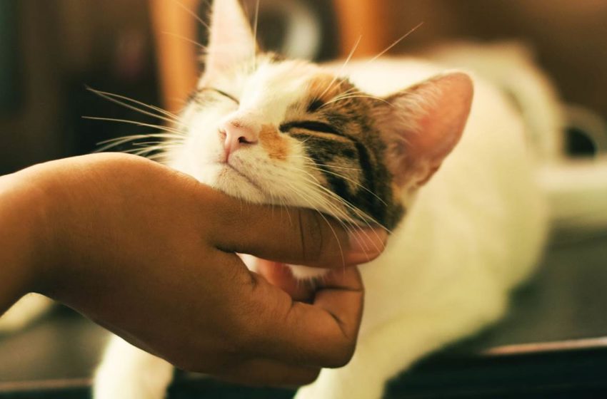  Νέα μελέτη για τα κατοικίδια: Οι γάτες περισσότερο ευάλωτες στον ιό – Τον μεταδίδουν όμως στον άνθρωπο;