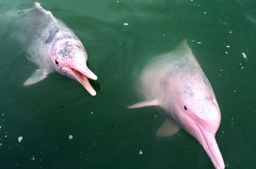  Πανέμορφη εικόνα στην Ταϊλάνδη: Η απουσία τουριστών “έβγαλε” τα ροζ δελφίνια (βίντεο)