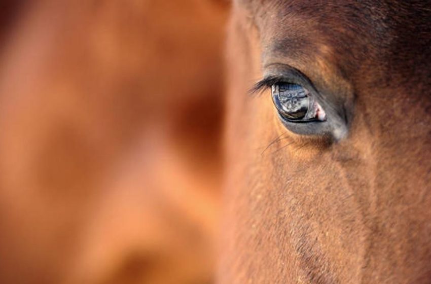  Κτηνωδίες: Δηλητηρίασαν άλογα και σκύλους στο Δάτο