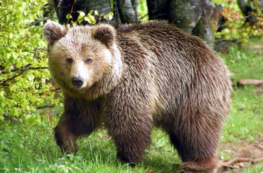  Οικογένεια αρκούδων βόλταρε στην άδεια Καστοριά (vid)