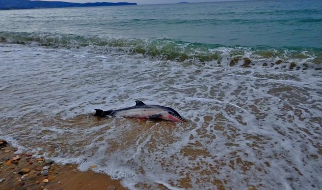  Νεκρό δελφίνι στην Κόρινθο
