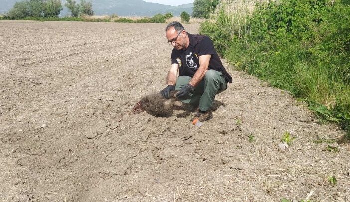  Συγκλονιστικό: Αρκούδα έθαψε τα μωρά της – Είχαν χτυπηθεί από όχημα στην Καστοριά!