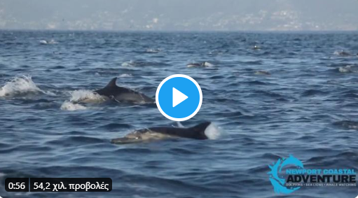  Μοναδικό θέαμα σε βίντεο του “ΤΙΜΕ”: 1000 δελφίνια χορεύουν στον Ωκεανό (vid)