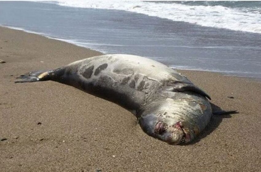  Κτηνωδία: Επτά νεκρές μεσογειακές φώκιες στο Αιγαίο – Είχαν σημάδια από σχοινί