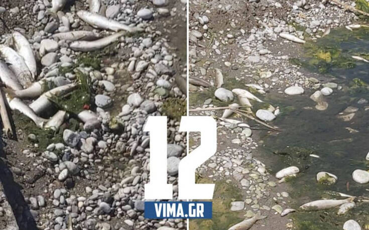  Ρόδος: Δεκάδες νεκρά ψάρια στην όχθη του ποταμού Κρεμαστής