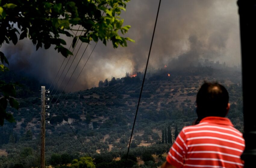  Καμένη γη: Απόγνωση και ερωτήματα την επόμενη μέρα της καταστροφικής φωτιάς στις Κεχριές