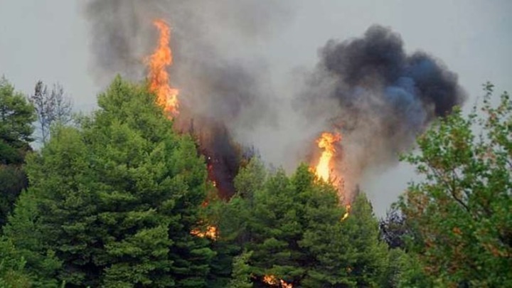  Αλεξανδρούπολη: Σε εξέλιξη δασική πυρκαγιά στο Τριφύλλι