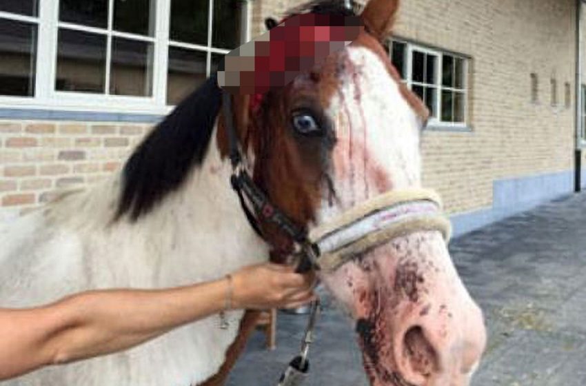  Μυστήριο με φρικτές επιθέσεις σε άλογα – Άγνωστοι με μαχαίρια σκοτώνουν και ακρωτηριάζουν με απίστευτη αγριότητα