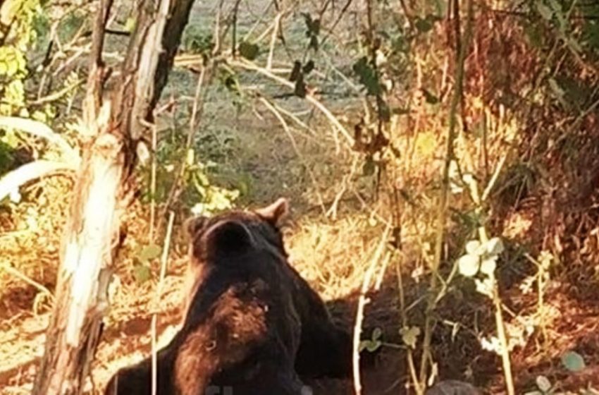  Φλώρινα: Αρκούδα έπεσε σε παγίδα για αγριογούρουνα – Επιχείρηση απεγκλωβισμού της (pics)