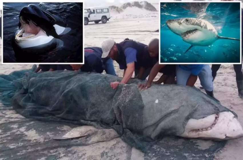 Ανεξήγητο φαινόμενο: Κοπάδι από όρκες δολοφονεί λευκούς καρχαρίες – Προβληματισμένοι οι επιστήμονες