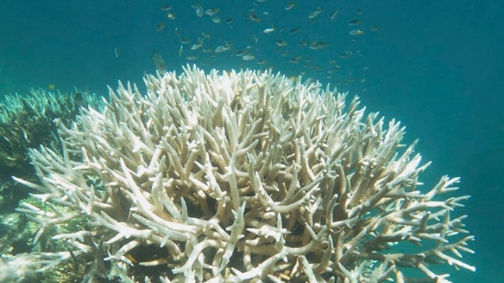  Ο Μεγάλος Κοραλλιογενής Ύφαλος έχασε τα μισά κοράλλια του σε 25 χρόνια