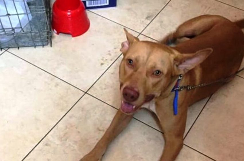  Eμφανίστηκε στην Αστυνομία ο βασανιστής του σκύλου στα Χανιά…μόλις παρήλθε το αυτόφωρο