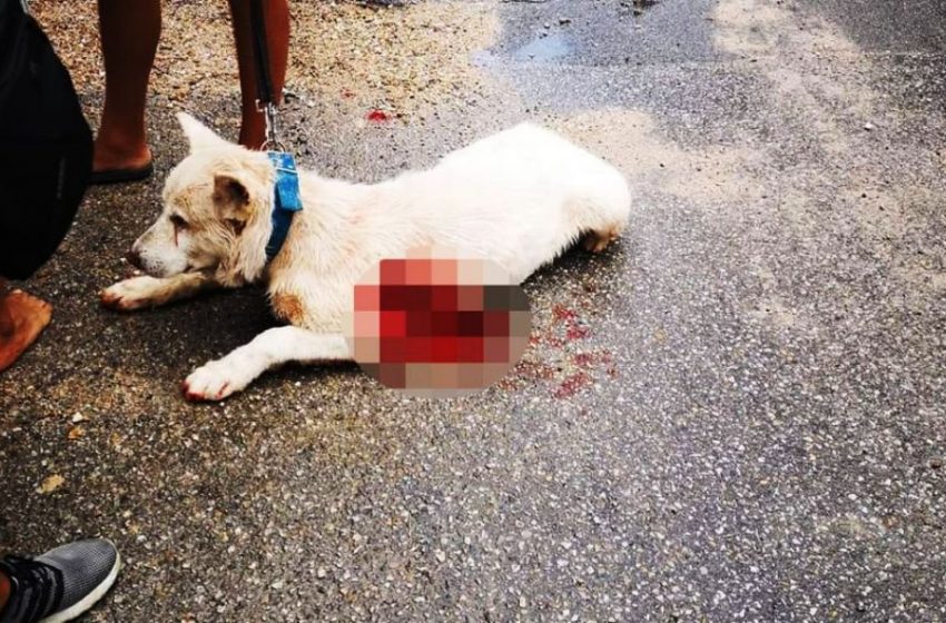  Οργή στον Πειραιά : Επιχείρησαν να λιντσάρουν τους κατηγορούμενους για την επίθεση σε σκυλί (vid)