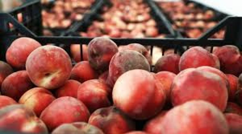  Μεγάλη αύξηση στις εξαγωγές φρούτων και λαχανικών στο πρώτο οκτάμηνο