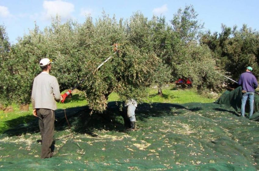  Κοροναϊός- Παπαευαγγέλου: Έξαρση κρουσμάτων σε περιοχές που μαζεύουν ελιές