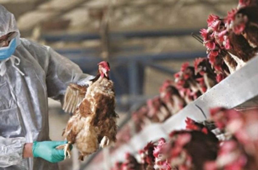  Πρώτο κρούσμα της γρίπης των πτηνών H5N8 στην Νορβηγία
