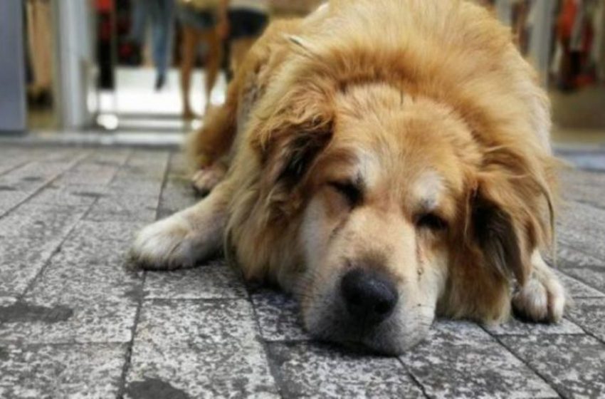  Σκοτώθηκε ο σκύλος-σύμβολο της Αθήνας, ο Σωκράτης