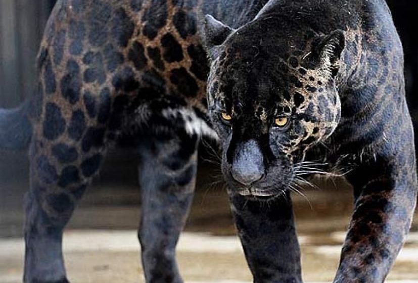  Φλόριντα: Άγρια επίθεση λεοπάρδαλης σε 50χρονο – Πλήρωσε για να την χαϊδέψει και να βγάλει φωτογραφίες