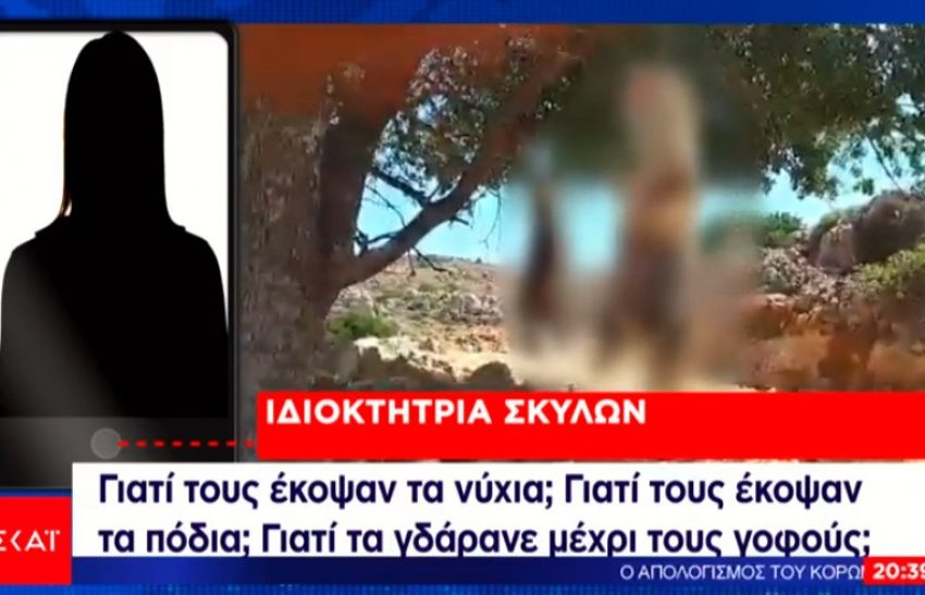  Η αστυνομία ερεύνησε την υπόθεση σαν ανθρωποκτονία – Συνελήφθη ο δράστης που κρέμασε και έγδαρε κουτάβια