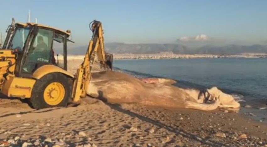  Νεκρή φάλαινα ξεβράστηκε στη Φρεαττύδα (vid)