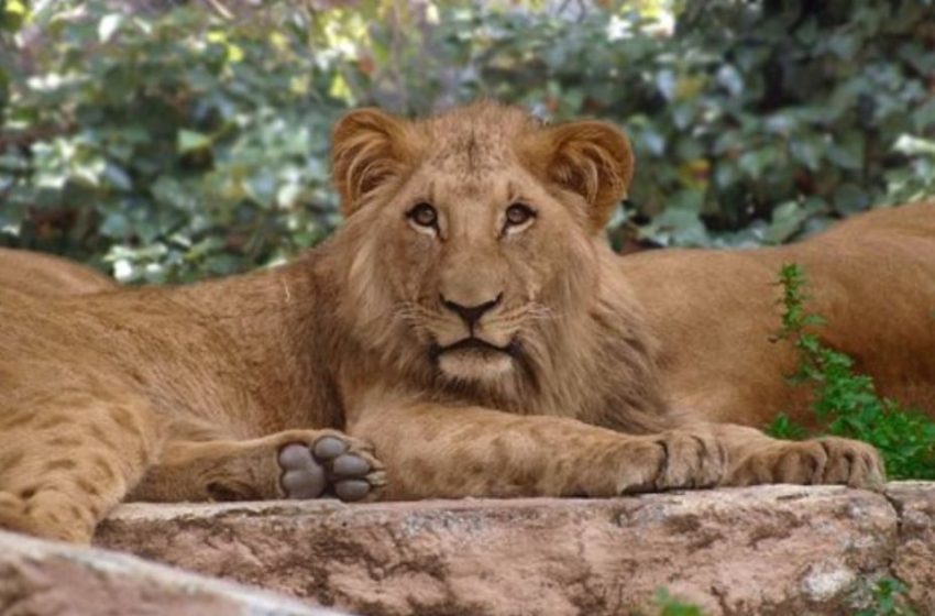  Mε κοροναϊό τέσσερα λιοντάρια στον ζωολογικό κήπο της Βαρκελώνης – Προβληματισμός στους επιστήμονες