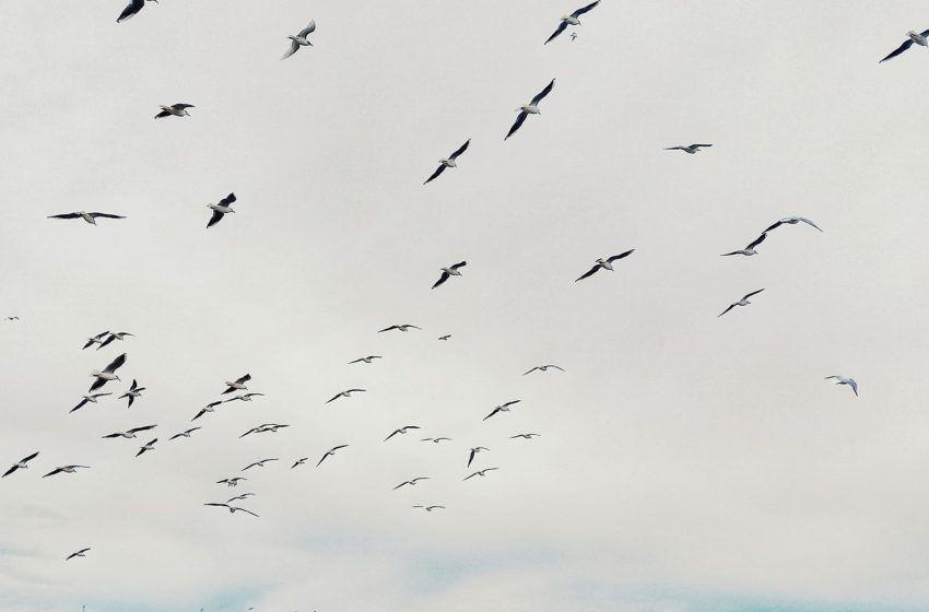  “Πτήσεις” ελευθερίας