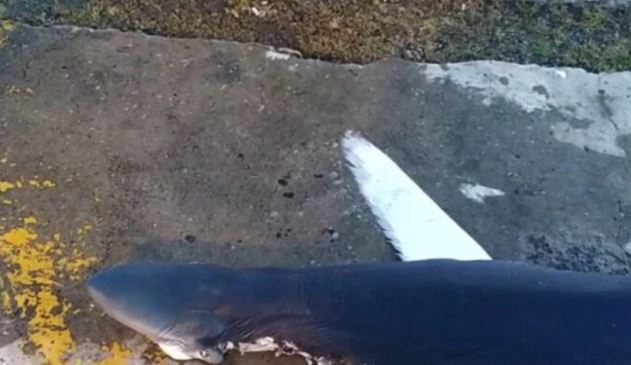  Έβγαλαν καρχαρία από το λιμάνι του Ηρακλείου Κρήτης (εικόνες)