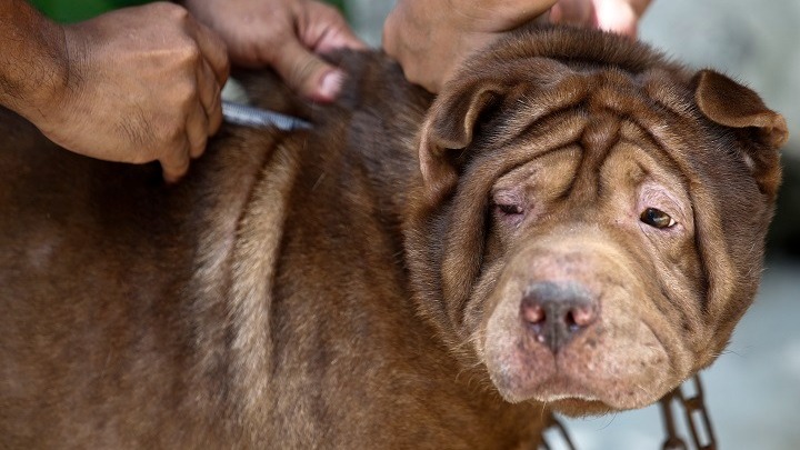  Σκότωσαν σκυλιά με δηλητηριασμένα πουλιά στην Ηλεία