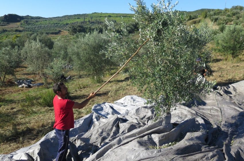  Εστίαση: Ντόμινο και σε άλλους κλάδους – Αγανακτισμένοι οι παραγωγοί ελαιόλαδου