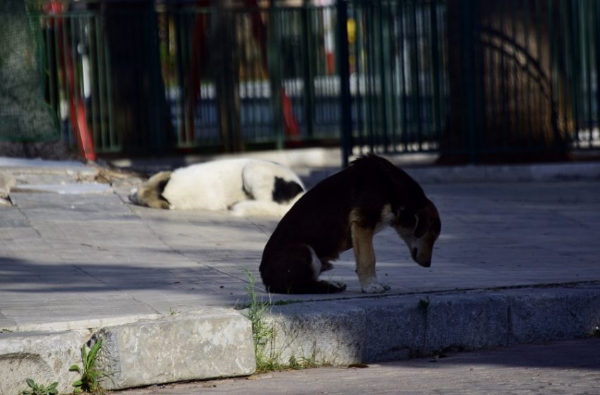  Κτηνίατροι δημοσίου: Πυρ και μανία με το ν/σ για αδέσποτα και ζώα συντροφιάς – Που έγκειται η διαφωνία