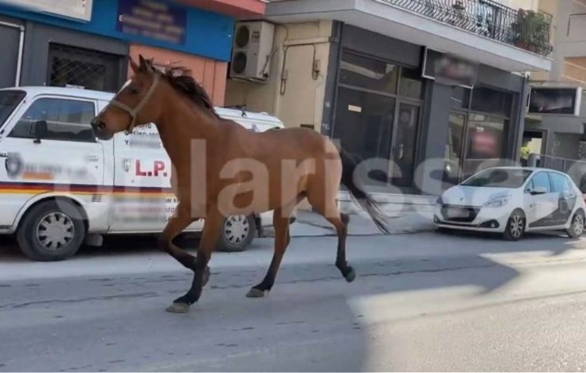  Λάρισα: Άλογο έκανε βόλτα στους κεντρικούς δρόμους (video)