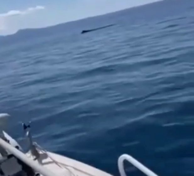  Φάλαινα στην Χαλκιδική – Τρόμος για δυο ψαράδες