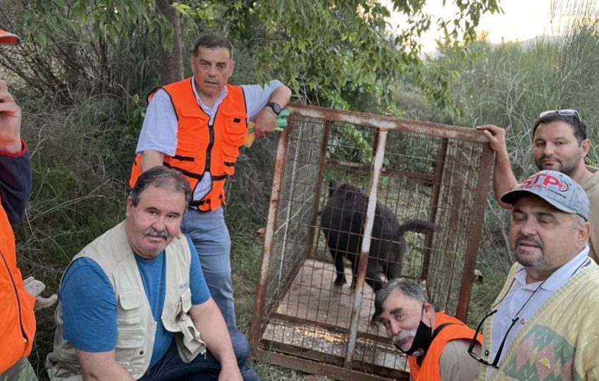  Θεσσαλονίκη: Πιάστηκε το αγριογούρουνο που…έκοβε βόλτες στην Αριστοτέλους