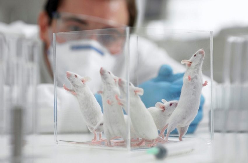  Financial Times: Φάρμακο εξαφάνισε τον κοροναϊό σε ποντίκια