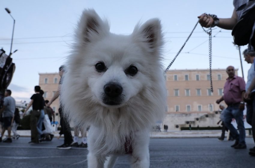  Απειλητικό σημείωμα σε πολυκατοικία εναντίον ενοίκου: “Θα σκοτώσω το σκυλί σου”