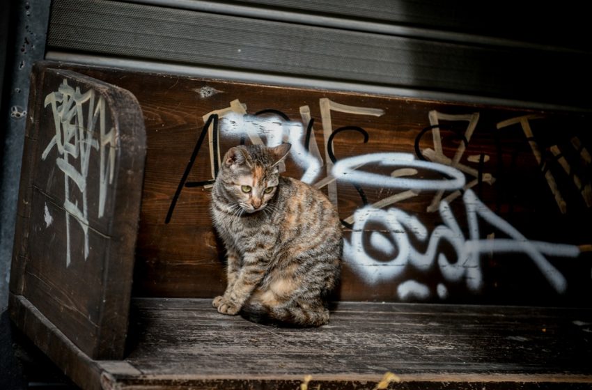  “Αυτοάμυνα” επικαλέστηκε ο παπάς που σκότωσε τη γάτα στο Βόλο με το σκουπόξυλο
