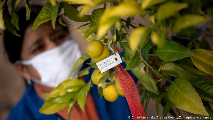  Θα εμβολιαστούν και τα λεμόνια;- Tι είναι το Citrus Greening