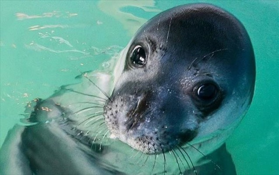 alonnisos fokia kostis