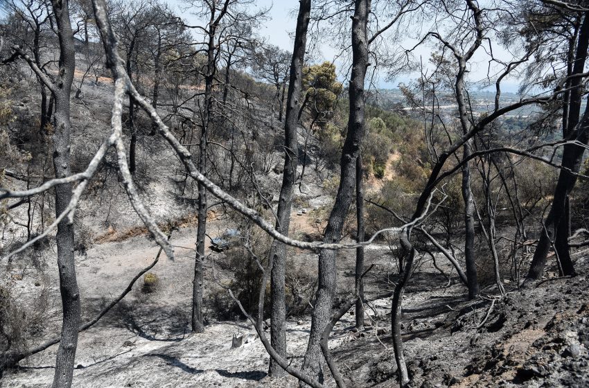  Φωτιά στην Αχαΐα: Ενεργοποιήθηκε η υπηρεσία Copernicus της EE για την άμεση χαρτογράφηση της περιοχής