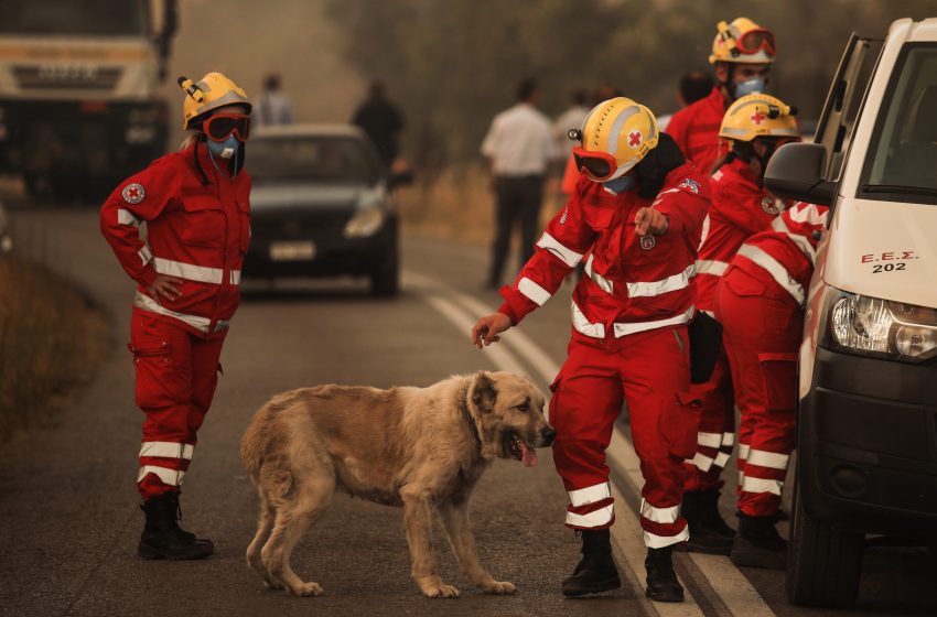  Η απάντηση της “I love dogs” για τις καταγγελίες σχετικά με την φιλοξενία ζώων κατά την μεγάλη πυρκαγιά στην Βαρυμπόμπη