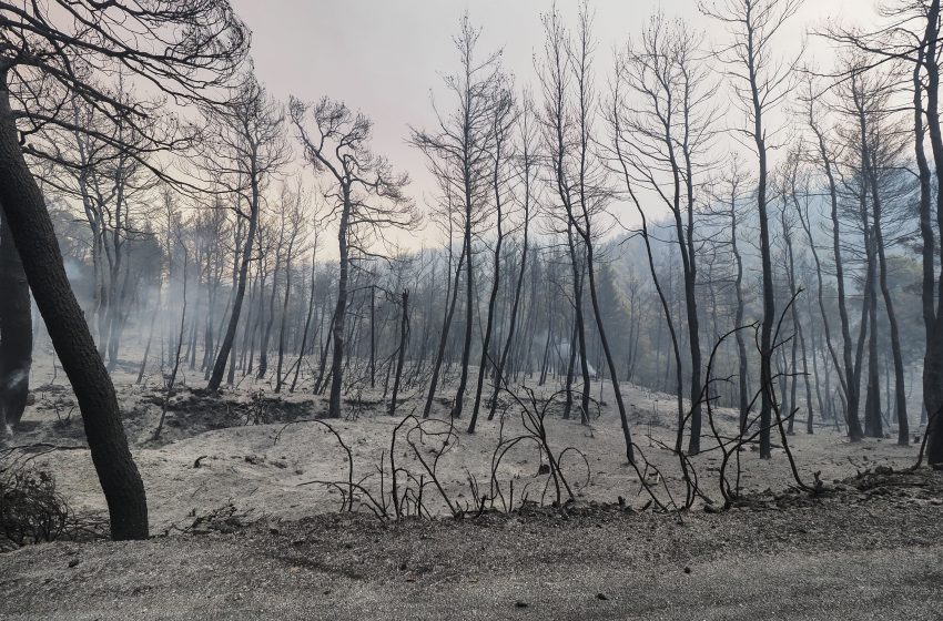  Εθνικό Αστεροσκοπείο Αθηνών – Τουλάχιστον 60.000 στρέμματα κάηκαν μέσα στο πρώτο τετραήμερο του Αυγούστου