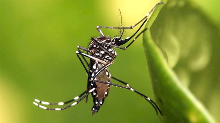  ΕΟΔΥ: Συναγερμός για τα κουνούπια- Πως να προφυλαχθείτε από τον ιό του Δυτικού Νείλου