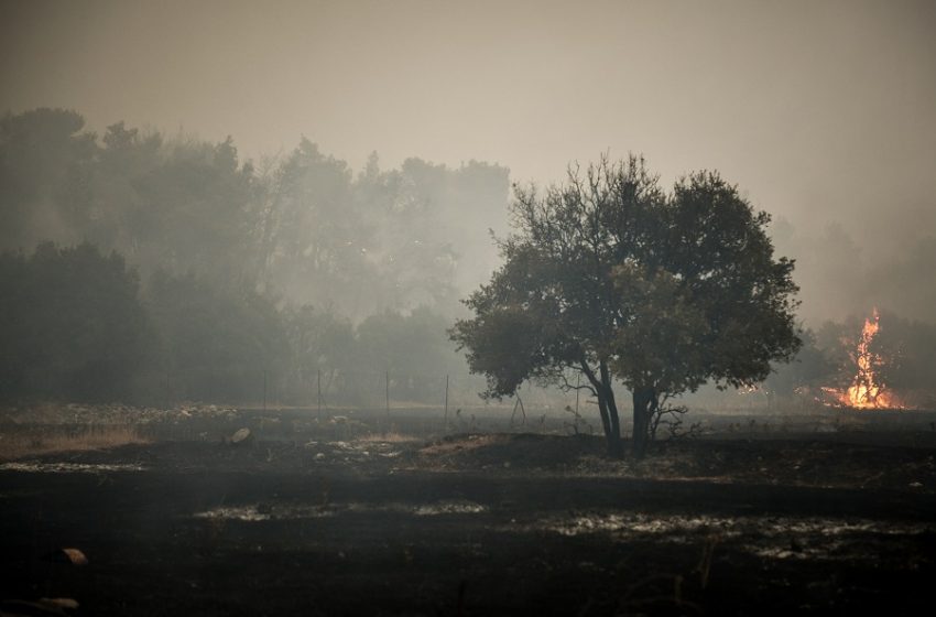  Ανυπολόγιστη η καταστροφή στα Βίλια – Καίει για 5η μέρα η φωτιά, η μάχη επικεντρώνεται στο νότιο μέτωπο προς τα Μέγαρα (vid)