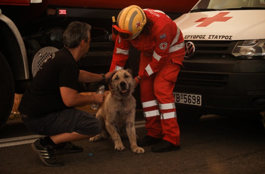  Βαρυμπόμπη: Έκκληση να σωθούν τα ζώα από τη φωτιά
