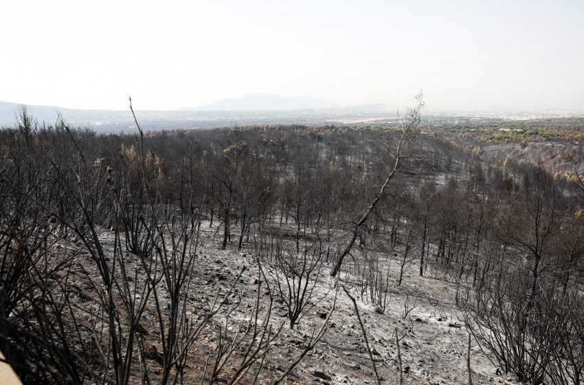  Meteo Αστεροσκοπείου: Οι πρόσφατες πυρκαγιές έκαναν στάχτη το 16% των δασών της Αττικής