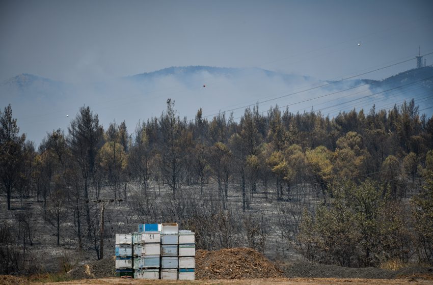  Αποζημιώσεις και για τα ανασφάλιστα μελίσσια που κάηκαν στις πυρκαγιές – Δημιουργία επιτροπής για το “Plan BEE”