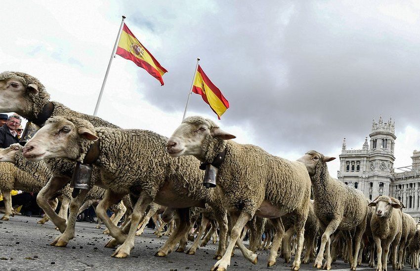 Γέμισαν με πρόβατα οι δρόμοι της Μαδρίτης – Κατευθύνονται προς τα χειμερινά τους βοσκοτόπια
