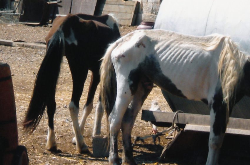  Στο εδώλιο για το κολαστήριο των αλόγων στον Ασπρόπυργο