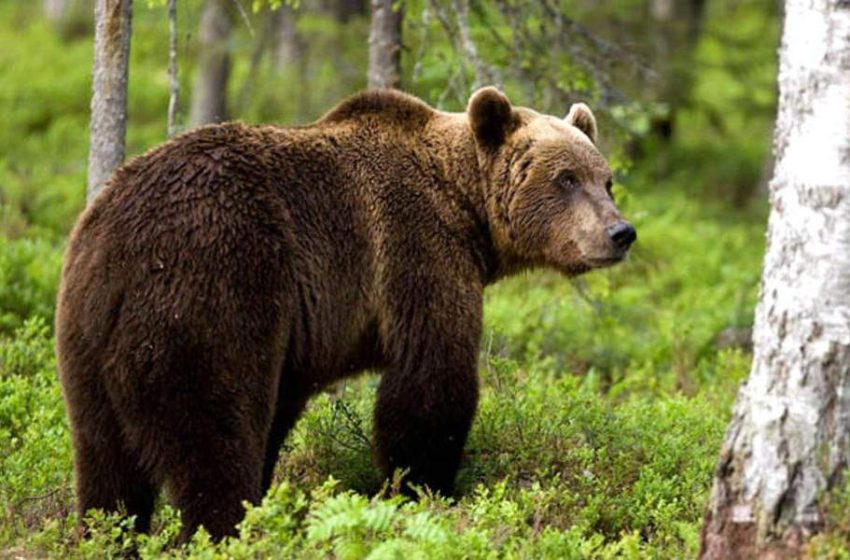  Κοζάνη: Αρκούδα δάγκωσε κυνηγό